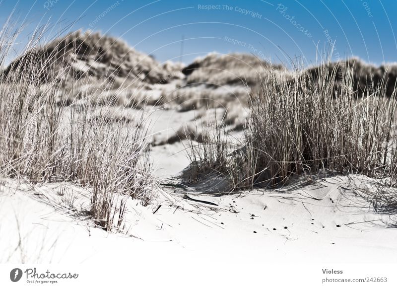 Spiekeroog | ...Dunegrass whispers Natur Landschaft Sand Sommer Strand Erholung genießen Düne Dünengras Halm Farbfoto Außenaufnahme Menschenleer Unschärfe