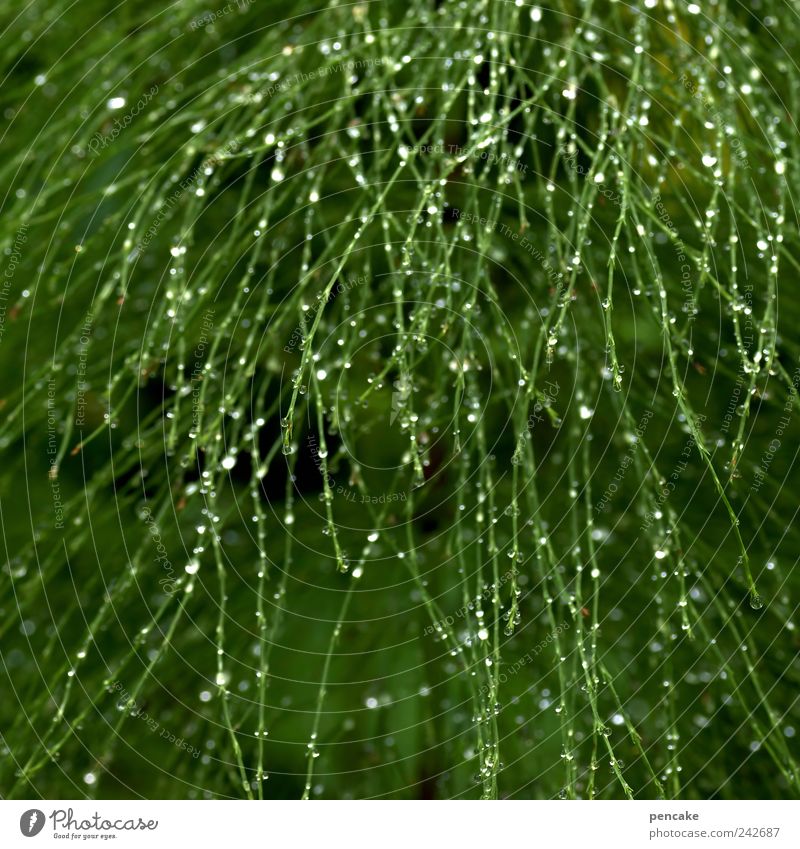 green shower Natur Pflanze Urelemente Wassertropfen Sonnenlicht Sommer Grünpflanze Schachtelhalm Optimismus filigran glänzend Farbfoto Außenaufnahme Muster