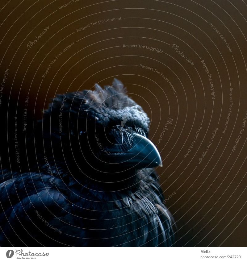 Black Bibo Tier Vogel Krähe Schnabel Feder gefiedert 1 Blick dunkel nah schwarz Stolz ästhetisch Farbfoto Gedeckte Farben Nahaufnahme Menschenleer Schatten