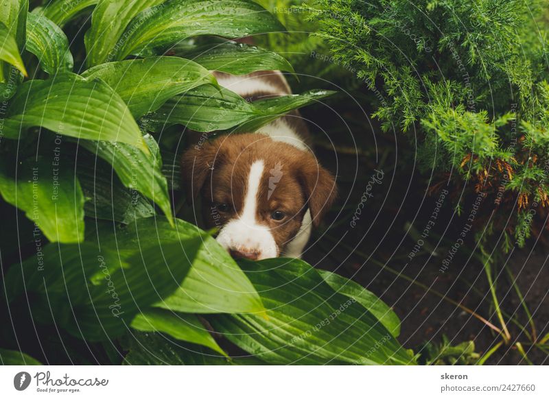 Zuhause Welpe Spaziergang im Park Tier Hund 1 ästhetisch grün Stimmung Zufriedenheit Optimismus Abenteuer Farbfoto mehrfarbig Nahaufnahme Menschenleer Morgen
