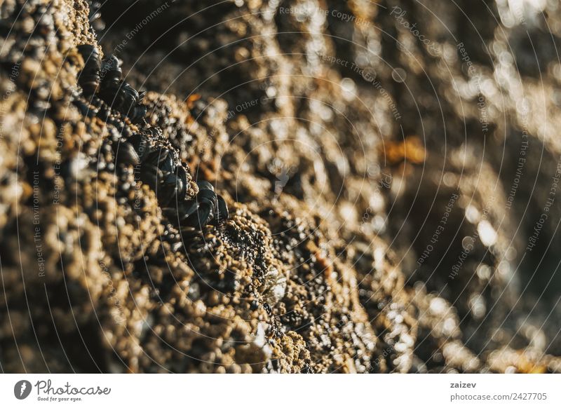 Seepocken auf den Steinen des Strandes von Las Catedrales, Lugo, Spanien Meeresfrüchte Leben Gastronomie Menschengruppe Tier Sand Felsen Küste Tiergruppe Holz