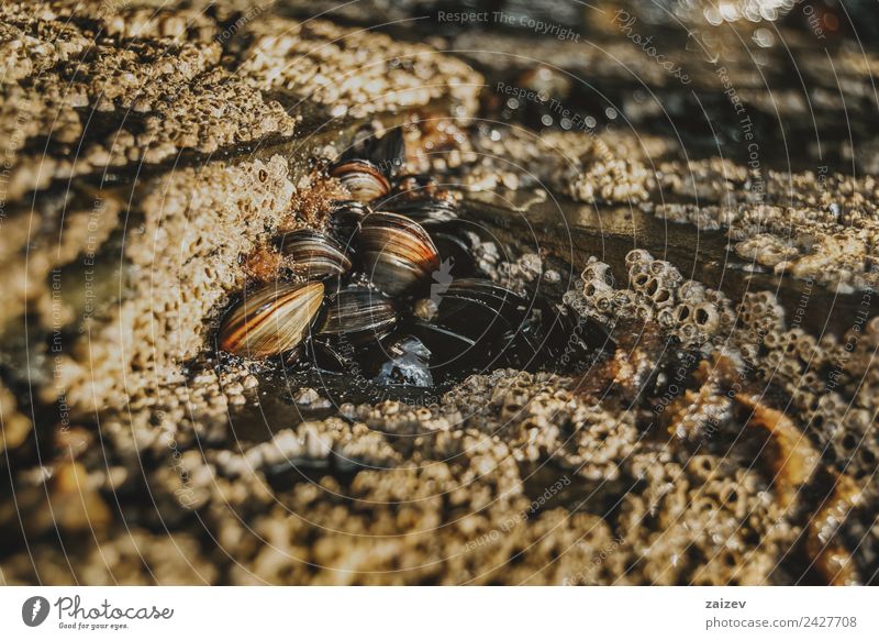 Seepocken auf den Steinen des Strandes von Las Catedrales, Lugo, Spanien Meeresfrüchte Leben Gastronomie Menschengruppe Umwelt Natur Tier Sand Felsen Küste