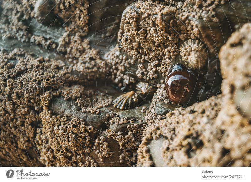 Seepocken auf den Steinen des Strandes von Las Catedrales, Lugo, Spanien Meeresfrüchte Leben Gastronomie Menschengruppe Tier Sand Felsen Küste Holz lecker
