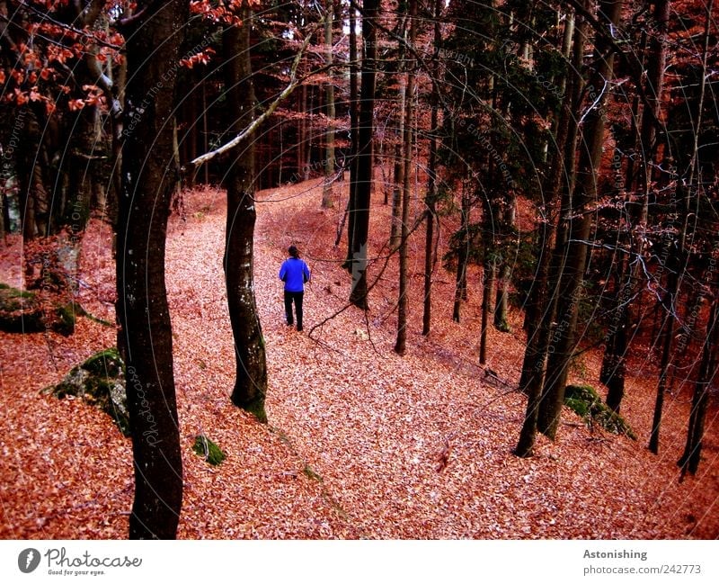 der Wanderer Mensch maskulin Mann Erwachsene Rücken Beine 1 Umwelt Natur Landschaft Pflanze Erde Herbst Baum Wald Wege & Pfade gehen blau rot schwarz Stein