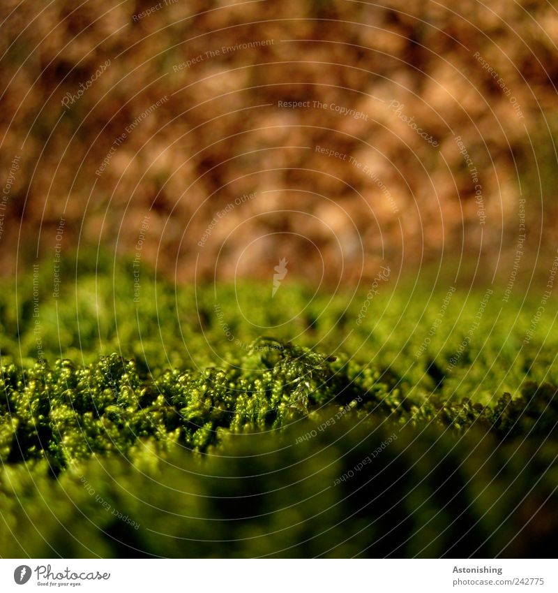 scharfes Moos Umwelt Landschaft Pflanze Erde Sommer Herbst Schönes Wetter Gras weich braun grün Waldboden Blatt orange Farbfoto Außenaufnahme Makroaufnahme