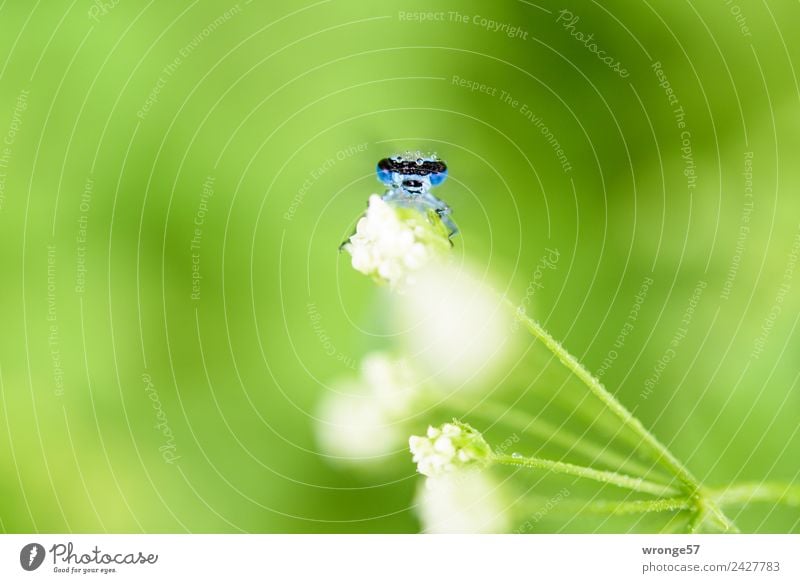 Libelle sitzt auf einer Blüte I Natur Pflanze Tier Sommer Park Wiese Wildtier Tiergesicht 1 beobachten klein nah blau grün weiß Insekt Makroaufnahme Querformat