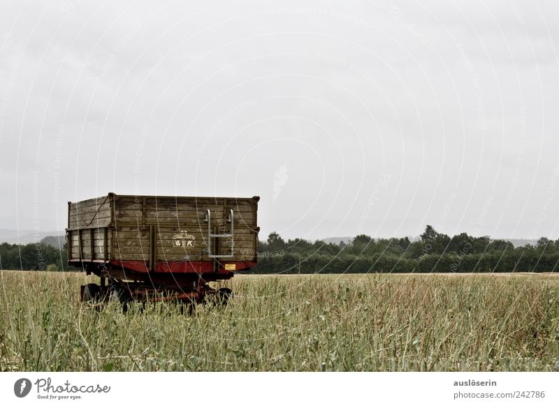 lonely wagon Umwelt Natur Landschaft Pflanze Erde Himmel Wolken Wetter schlechtes Wetter Regen Nutzpflanze Raps Rapsfeld Rapsanbau Feld Anhänger stehen