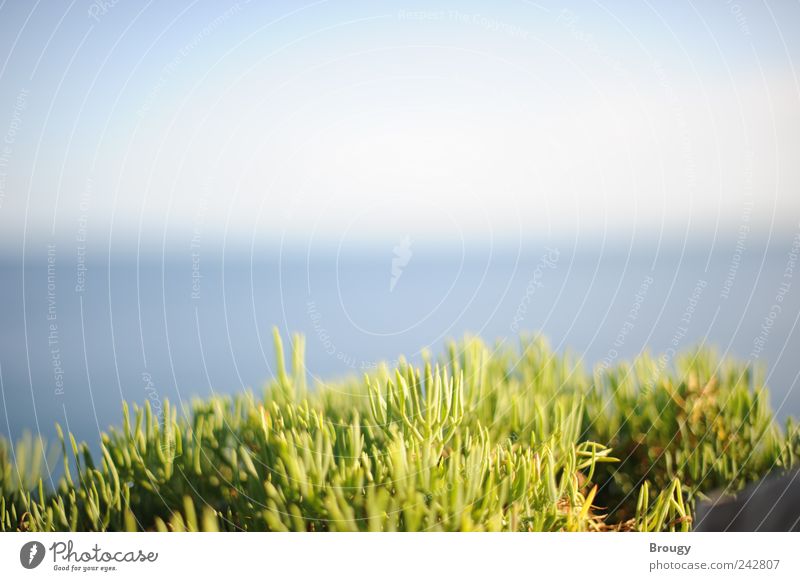 Leuchtend grünes Gras vor Meerpanorama am Horizont Ferien & Urlaub & Reisen Tourismus Ausflug Ferne Freiheit Sommer Sommerurlaub Sonnenbad Strand Insel Wellen