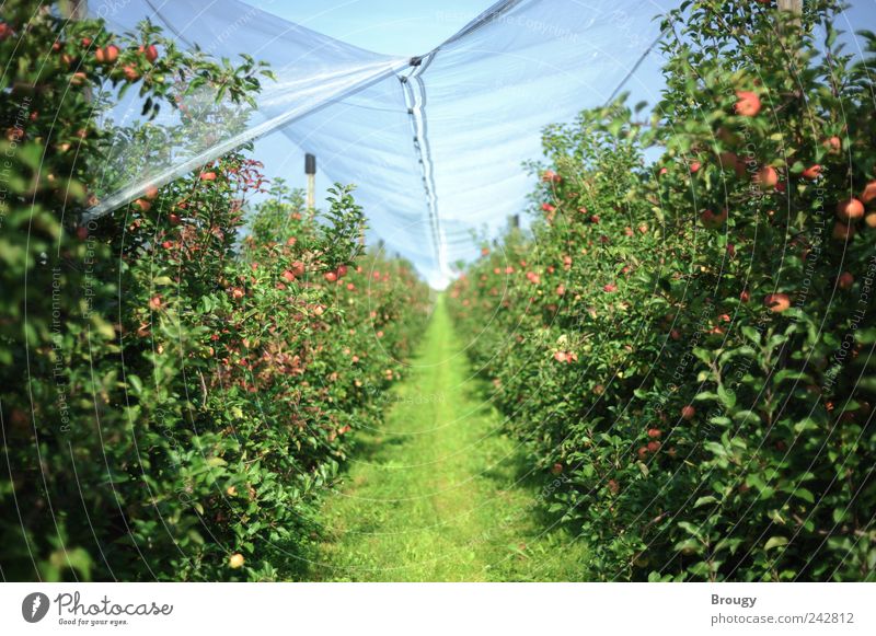 Apfelfeld / Apfelplantage Zufriedenheit Erholung ruhig Ferien & Urlaub & Reisen Ausflug Ferne Freiheit Sommer Sommerurlaub Garten Gartenarbeit Landwirt