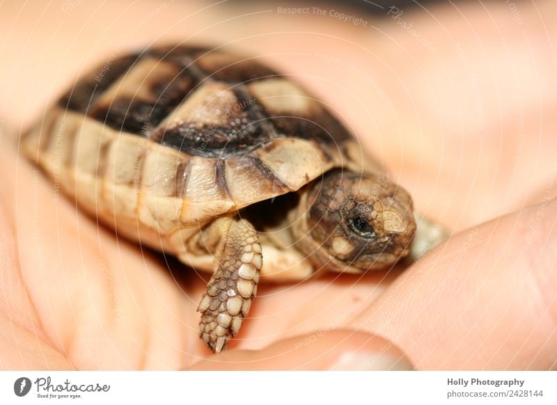 kleine Babyschildkröte Hand Wildtier Schuppen 1 Tier Tierjunges Schildkröte Panzer Reptil ausrutschen Lebewesen Landschildkröte Griechische Landschildkröte