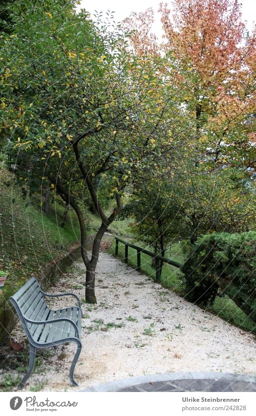 Parkbank im Herbst am Lago Ledro Erholung ruhig Meditation Ferien & Urlaub & Reisen Natur Pflanze schlechtes Wetter Baum Sträucher Garten sitzen stehen