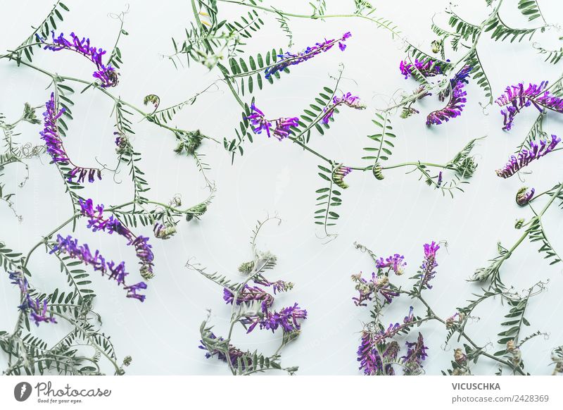Wilden Blumen Muster auf weißem Hintergrund Stil Design Sommer Garten Dekoration & Verzierung Natur Pflanze Wildpflanze Ornament Hintergrundbild Wiesenblume