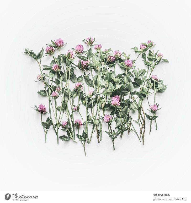 Blühender Rotklee auf weißem Hintergrund Stil Design Sommer Natur Pflanze Blume Wildpflanze Dekoration & Verzierung Blumenstrauß rosa Hintergrundbild