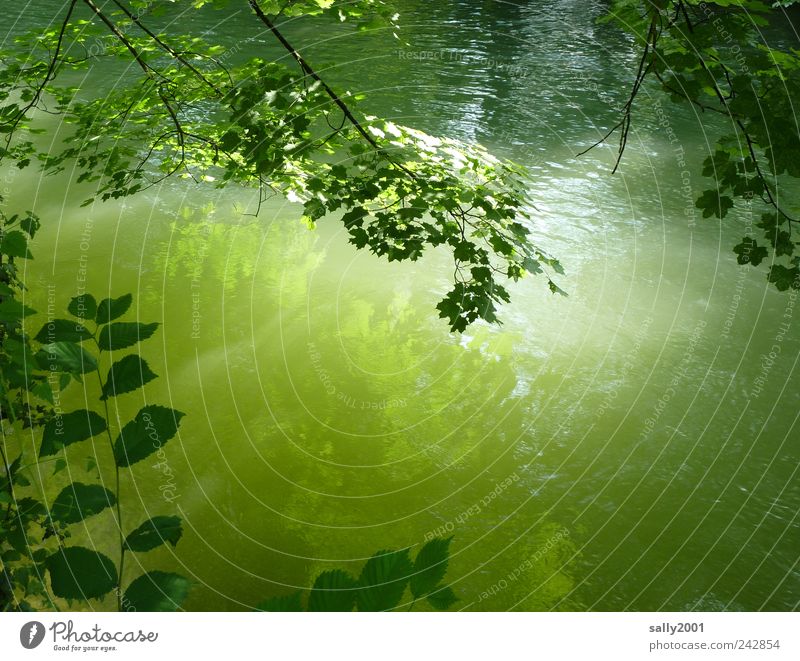 Lichte Ruhe Umwelt Natur Pflanze Wasser Sonnenlicht Sommer Schönes Wetter Blatt Park Fluss Isar schön grün Gefühle Lebensfreude Einsamkeit Erholung Ewigkeit