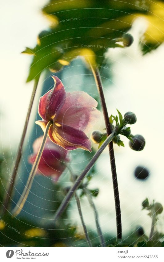 vor dem Sonnenuntergang Pflanze Frühling Sommer Blume grün rosa Stengel Blütenknospen Blütenblatt Herbstanemone Farbfoto Außenaufnahme Nahaufnahme Menschenleer