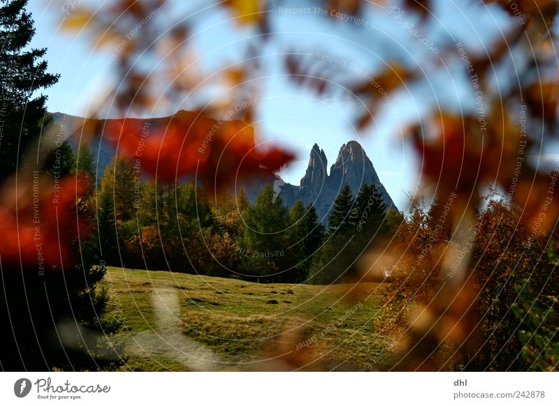 Dolomiten Rahmen Natur Landschaft Pflanze Wolkenloser Himmel Herbst Schönes Wetter Baum Sträucher Wald Felsen Alpen Berge u. Gebirge Gipfel wandern Lebensfreude