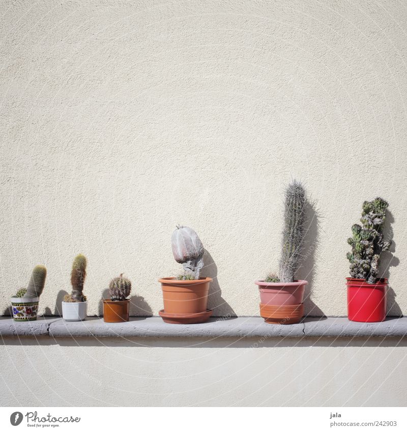 kakteenfreund Pflanze Kaktus Topfpflanze Mauer Wand Fassade ästhetisch gut Sammlung Farbfoto Außenaufnahme Menschenleer Textfreiraum oben Hintergrund neutral