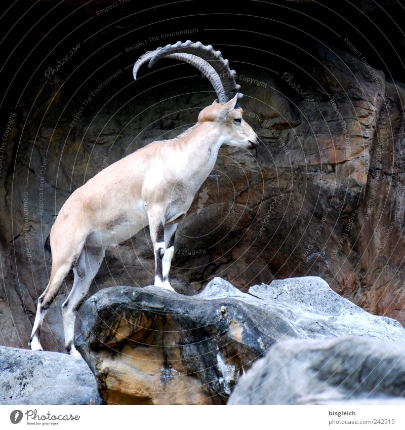 König der Berge Wildtier Steinbock Horn 1 Tier braun Berge u. Gebirge majestätisch Farbfoto Gedeckte Farben Außenaufnahme