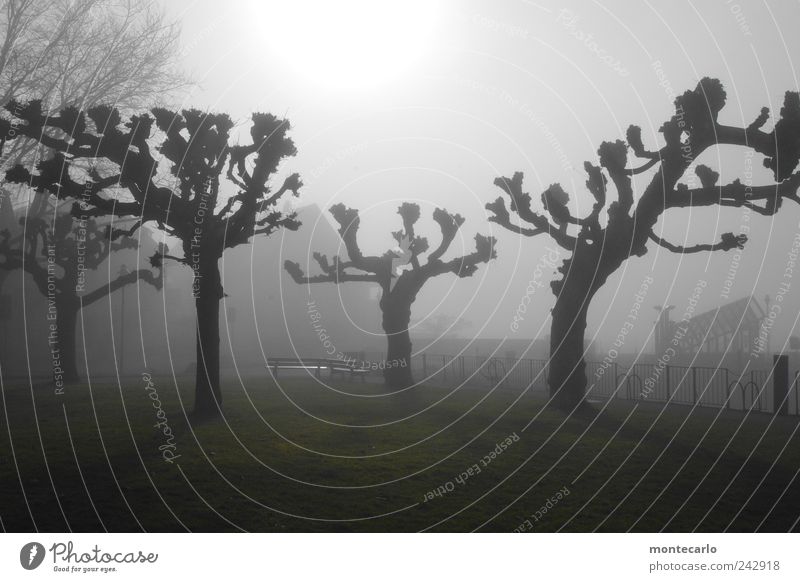 Vor dem "Sommer" Natur Pflanze Himmel Sonne Winter Nebel Baum Seeufer dunkel Stimmung Platane Farbfoto Außenaufnahme Menschenleer Tag Schatten Gegenlicht