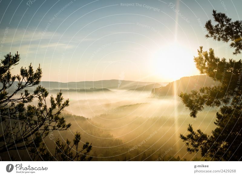 Sonnenaufgang in den Bergen Natur Landschaft Nebel Wald Berge u. Gebirge Elbsandsteingebirge Erholung wandern hell Wärme blau gelb gold Warmherzigkeit ruhig