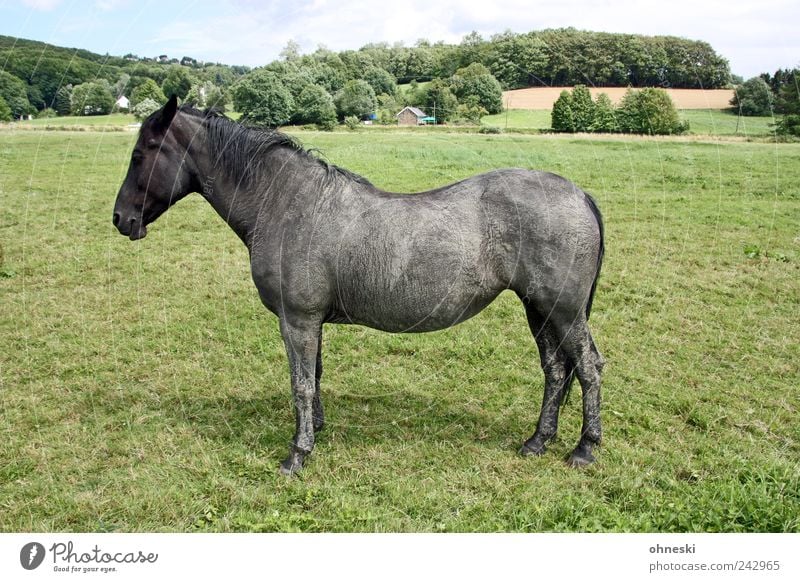 Der Pferd heißt Horst Natur Landschaft Wiese Tier Nutztier 1 stehen grau stur Weide Profil Farbfoto Außenaufnahme Textfreiraum rechts Tag Tierporträt