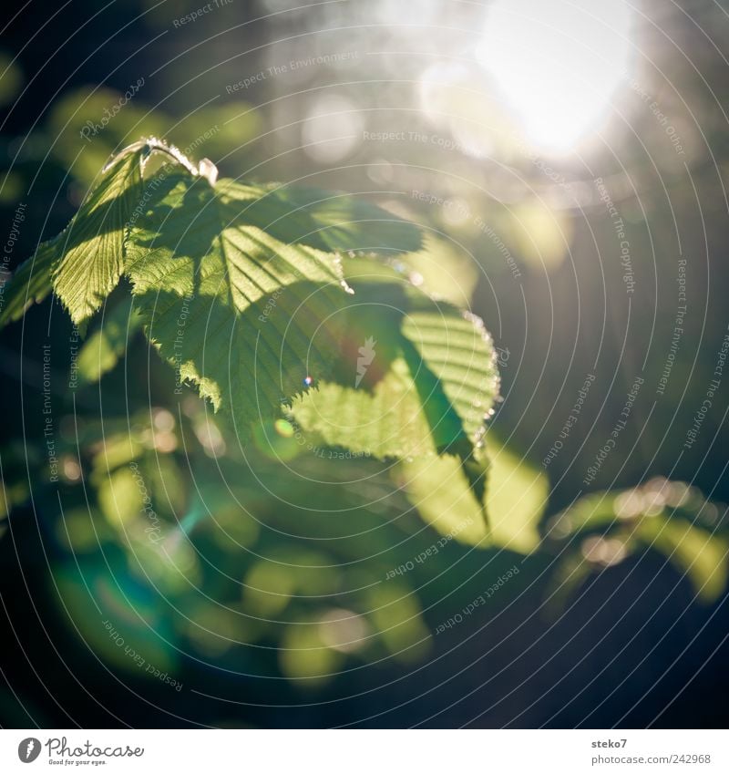 so sieht Sonne aus... Schönes Wetter Baum Blatt Wald grün schwarz Wärme Buche zart zartes Grün Farbfoto Außenaufnahme Menschenleer Sonnenstrahlen Sonnenaufgang