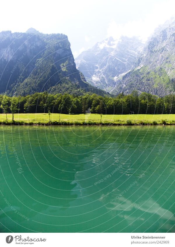 Water Green Ferien & Urlaub & Reisen Tourismus Ausflug Sommer Berge u. Gebirge Königssee Berchtesgaden Bayern Natur Landschaft Pflanze Wasser Schönes Wetter