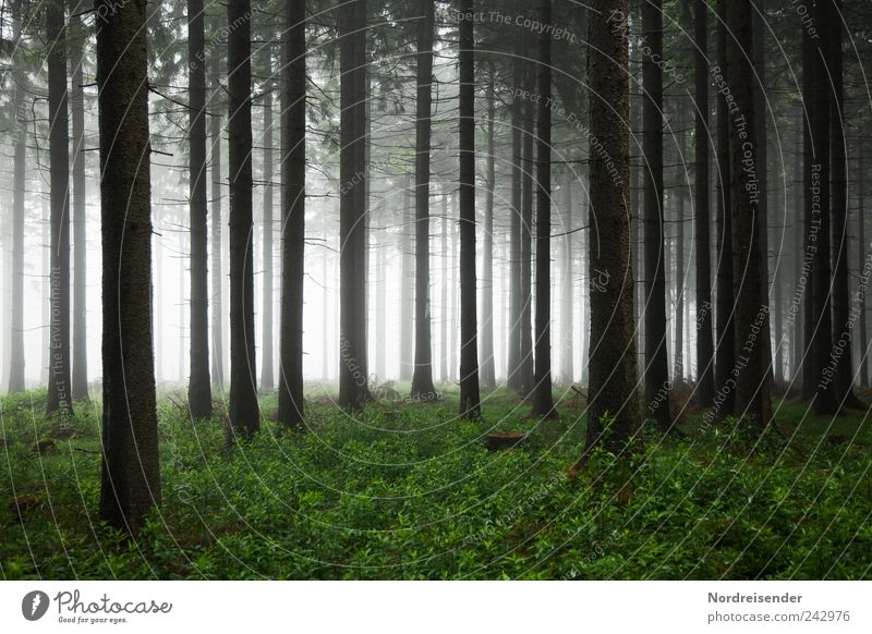 Wald Natur Landschaft Pflanze Luft Sommer Herbst Klima Wetter schlechtes Wetter Nebel Baum beobachten bedrohlich dunkel gruselig Angst Einsamkeit Stimmung