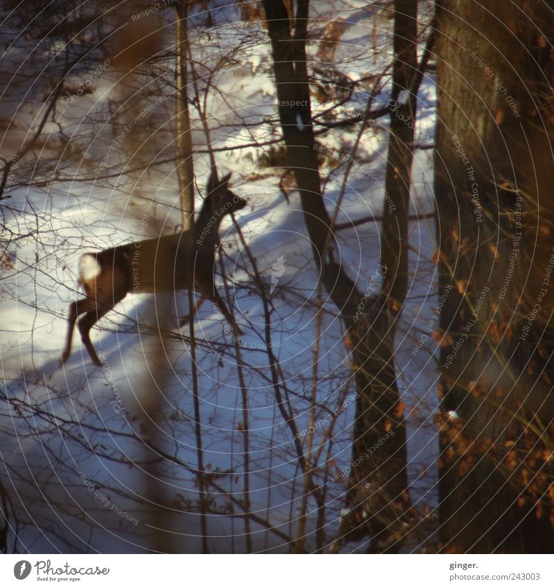 run. Schnee Wald Tier Wildtier Reh 1 Tierjunges bedrohlich laufen Flucht Schutz Unterholz verdeckt Geschwindigkeit gehen Zweige u. Äste weiß braun Farbfoto