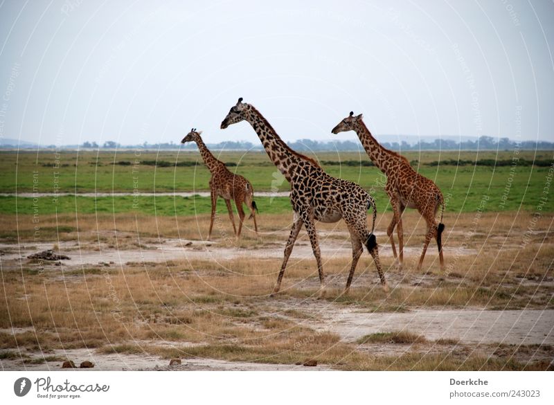 Durststrecke Ferien & Urlaub & Reisen Ausflug Ferne Freiheit Safari Sommer Sommerurlaub Erde Sand Himmel Wolkenloser Himmel Schönes Wetter Gras Giraffe 3 Tier
