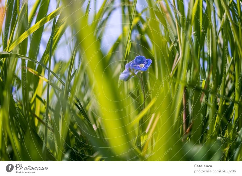 Zwischen Gräser blüht der Ehrenpreis Natur Pflanze Himmel Sommer Schönes Wetter Blume Gras Blatt Blüte Halm Wiese Blühend Wachstum schön blau grau Stimmung