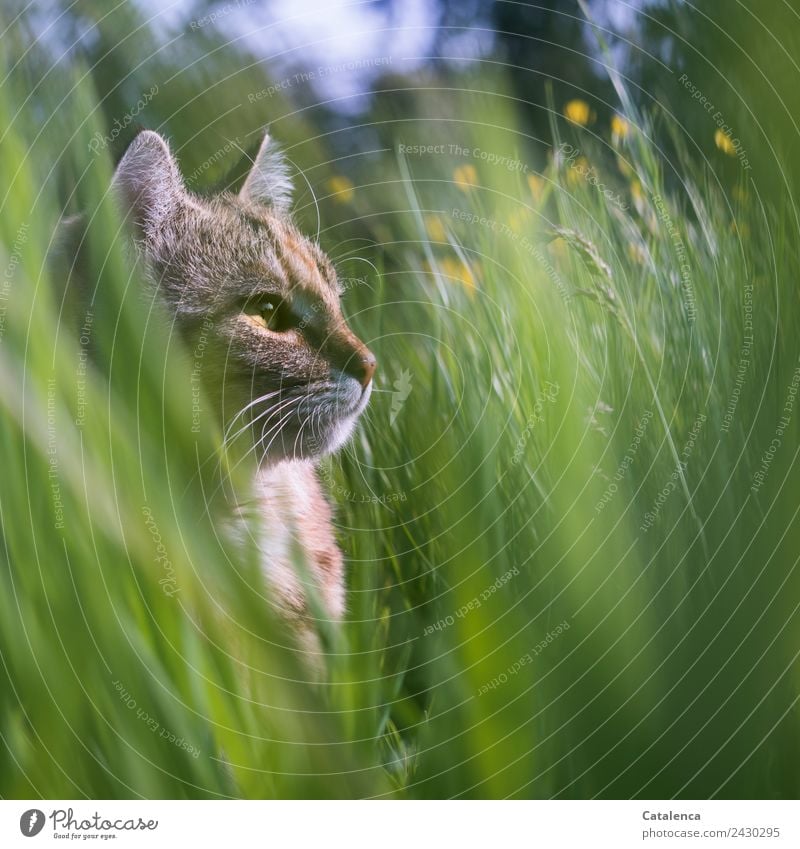 Wiesenkatze. katzengesucht im hohen Gras Natur Pflanze Tier Sommer Blume Sumpf-Dotterblumen Haustier Katze 1 beobachten sitzen schön blau braun gelb grün