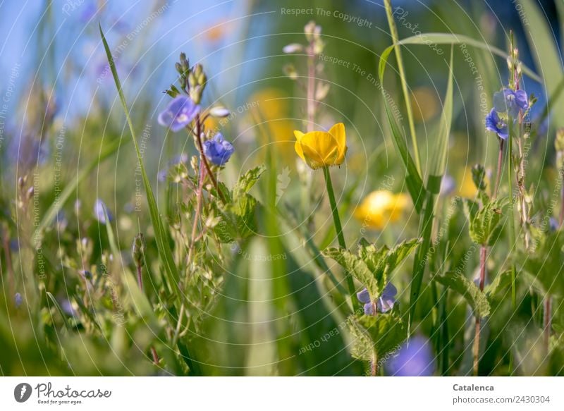 Blaue und gelbe Wiesenblumen Natur Pflanze Himmel Sommer Schönes Wetter Gras Blatt Blüte Wildpflanze Sumpf-Dotterblumen Ehrenpreis Blühend Wachstum Zusammensein