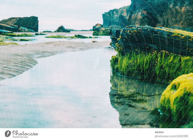 Pfütze mit Spiegelung von Steinen mit grünem Seegras am Strand exotisch Ferien & Urlaub & Reisen Tourismus Meer Wellen Natur Landschaft Sand Klima Moos Felsen