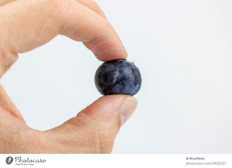 Kulturheidelbeere Frucht Bioprodukte Mann Erwachsene Hand Finger berühren festhalten blau violett Blaubeeren einzeln Vitamin Gesunde Ernährung fruchtig frisch