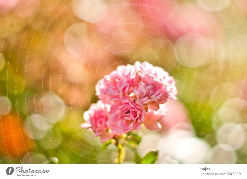 Rose Valentinstag Blüte rosa Gartenrose Hintergrundbild Tiefenschärfe wenige Farbfoto Nahaufnahme Makroaufnahme Textfreiraum links Textfreiraum rechts