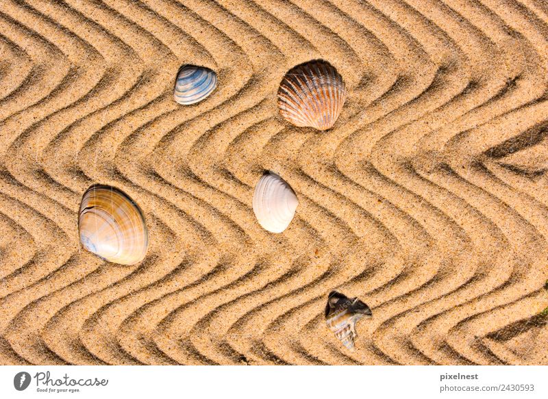 Shells in the Sand Freude Ferien & Urlaub & Reisen Sommer Sommerurlaub Strand Wellen Wärme Muschel Streifen maritim Warmherzigkeit ruhig Erholung