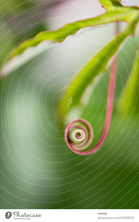 Drehfreudiger Kringel Leben harmonisch Natur Pflanze Ranke Spirale drehen dünn authentisch natürlich grün Kraft einzigartig Windung egoistisch Linksdrehend