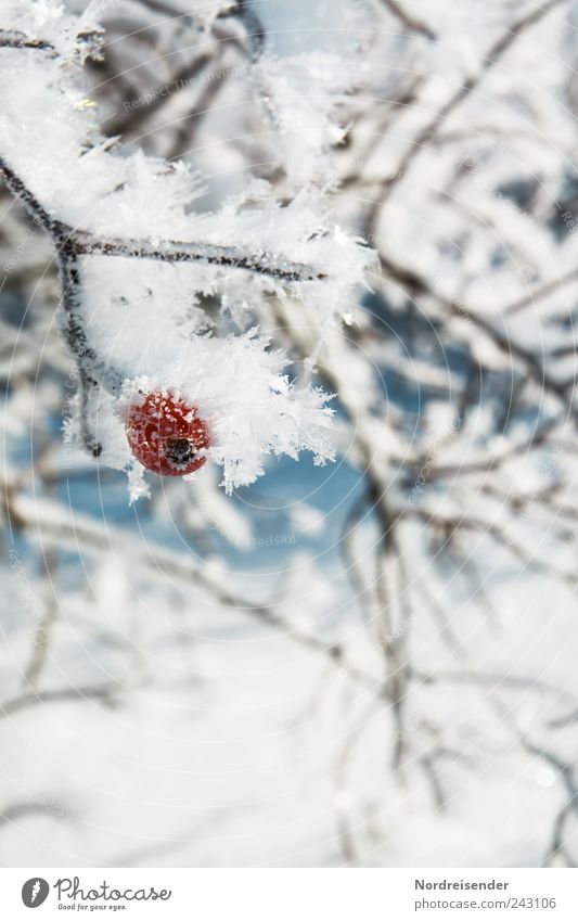 Kalt Frucht Leben Winter Natur Pflanze Klima Wetter Eis Frost Schnee Sträucher Wildpflanze Kristalle frieren ästhetisch kalt Überleben Ernte Hagebutten Beeren