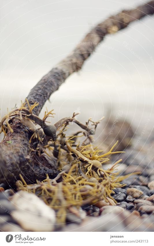 Meerjungfrauenhaar Umwelt Natur Pflanze Stein Holz nass natürlich Strandgut Algen Farbfoto Gedeckte Farben Außenaufnahme Nahaufnahme Detailaufnahme Muster