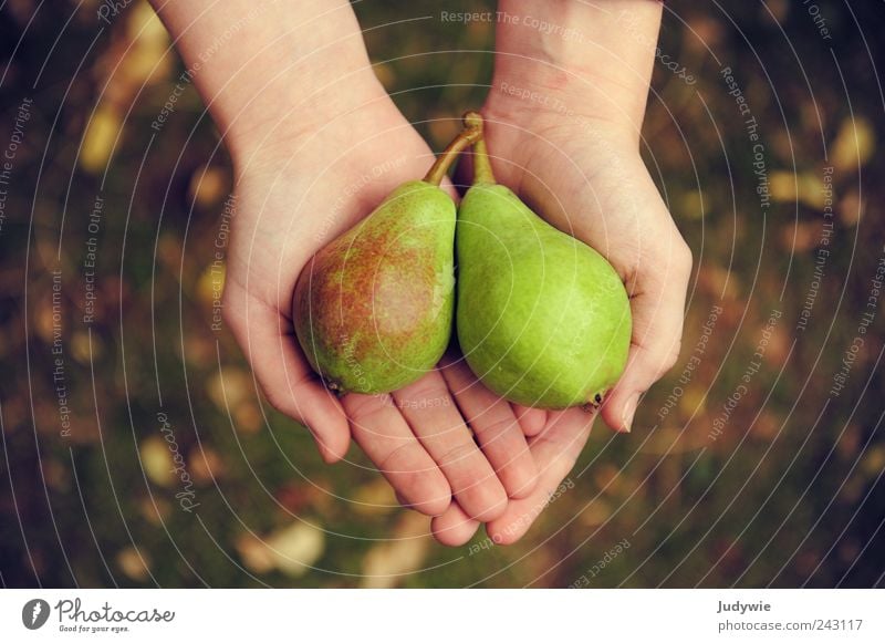 Unterm Birnbaum Lebensmittel Frucht Ernährung Bioprodukte Vegetarische Ernährung Diät Reichtum Glück Gesundheit harmonisch Hand Umwelt Natur Sommer Herbst