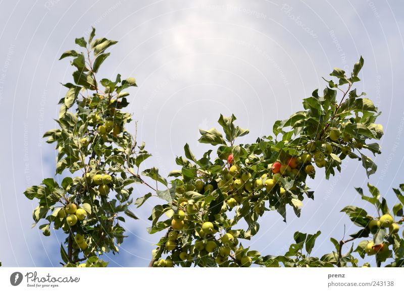Apfelbäumchen Frucht Landwirtschaft Forstwirtschaft Natur Pflanze Himmel Wolken Schönes Wetter blau grün Zweige u. Äste Blatt unreif klein verzweigt