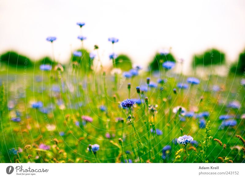 Wildblumenwiese Natur Pflanze Horizont Sommer Blume Gras Blüte Wildpflanze Wiese Blühend Duft frei Freundlichkeit Fröhlichkeit frisch Glück natürlich positiv