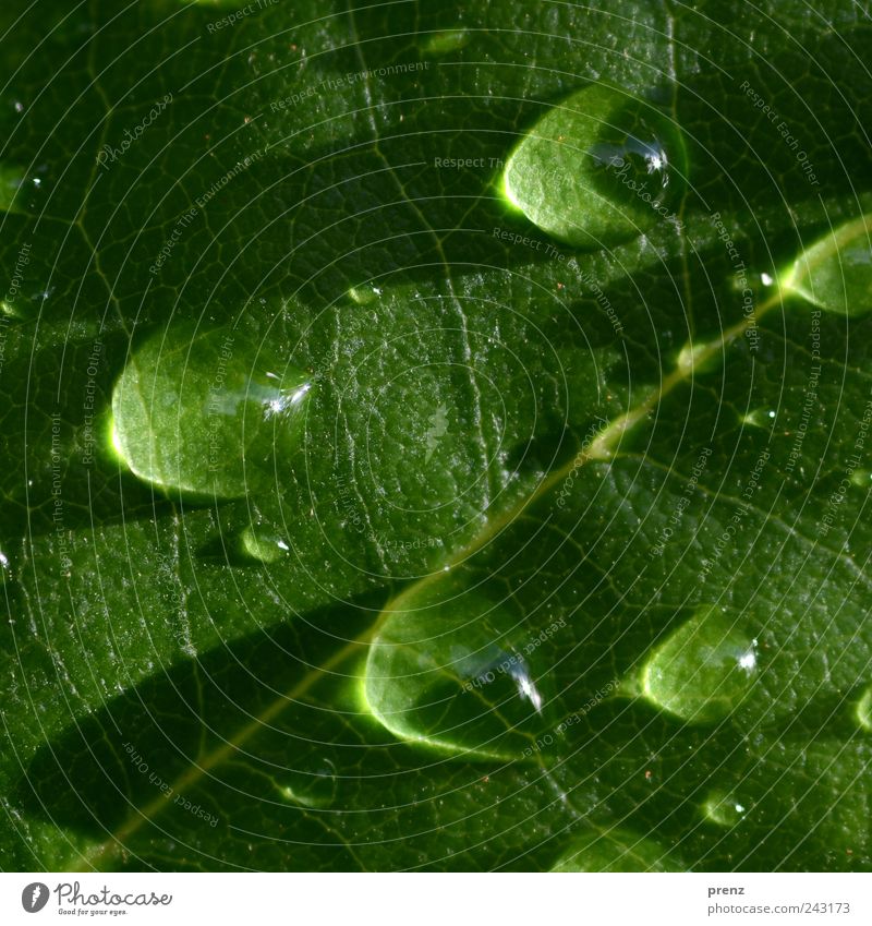 kleine Lupen Natur Pflanze Wasser Wassertropfen Regen Sträucher Wildpflanze grün Lupeneffekt Blattadern Sonnenstrahlen Reflexion & Spiegelung tropfend Farbfoto