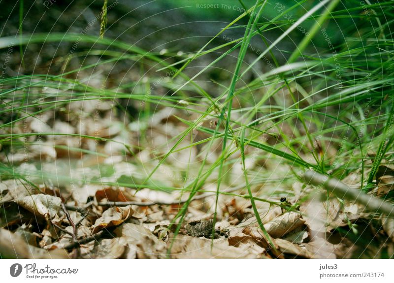 Wald – verborgen wandern Natur Pflanze Gras unten mehrfarbig Außenaufnahme Menschenleer Tag Schwache Tiefenschärfe Froschperspektive