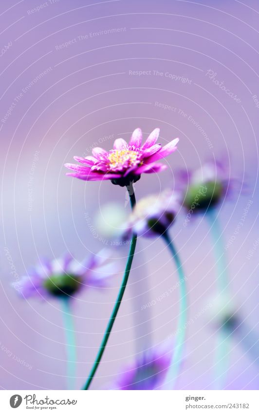 et voilà ! Umwelt Natur Pflanze Blume Blatt Blüte Blühend Blütenblatt Stengel rosa violett mehrere hervor stechen emporragend Farbfoto mehrfarbig Außenaufnahme