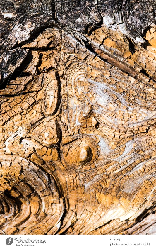 ausgelaugt | alt und verwaschen. Kraterlandschaft auf einem Baumstrunk Holzstruktur holzhintergrund Hintergrundbild holzoberfläche eigenartig Müdigkeit