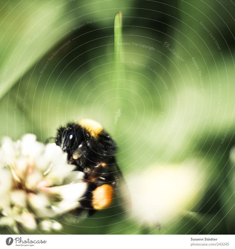Saugstation Garten Wiese Tier Wildtier Fliege Biene dick Hummel bestäuben saugen Blüte Appetit & Hunger Gras Fressen lutschen tanken Pollen mehrfarbig