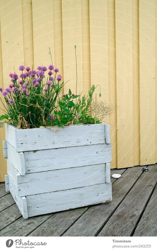 Nutzgarten Kräuter & Gewürze Sommerurlaub Wohnung Grünpflanze Mohn Schnittlauch Dänemark Haus Terrasse Holz einfach gelb weiß Zufriedenheit Geborgenheit
