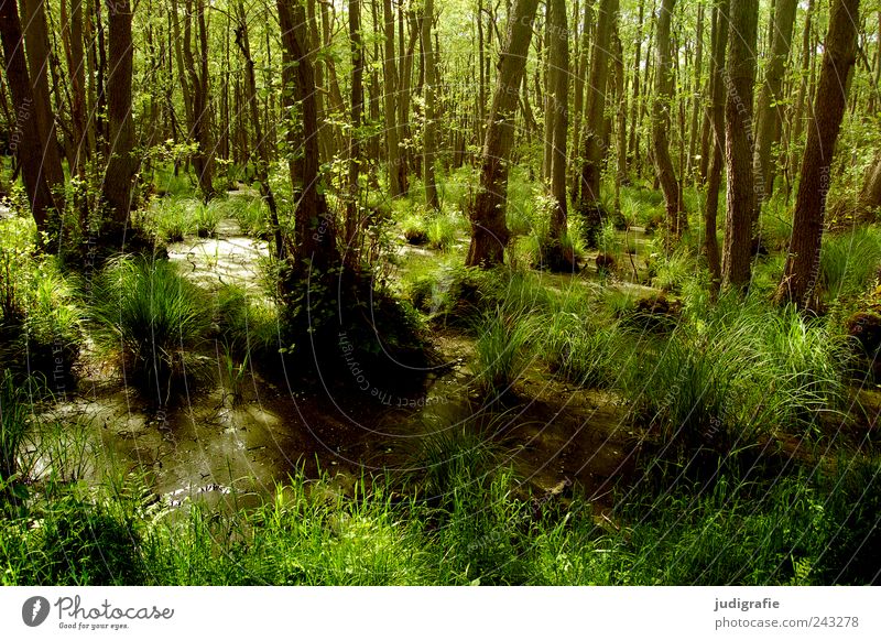 Darßwald Umwelt Natur Landschaft Pflanze Baum Gras Urwald Moor Wachstum nass natürlich wild grün Stimmung Farbfoto Außenaufnahme Menschenleer Tag Sonnenlicht